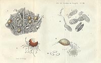 Sulla malattia dell'uva. Disegni di Adolfo Targioni Tozzetti